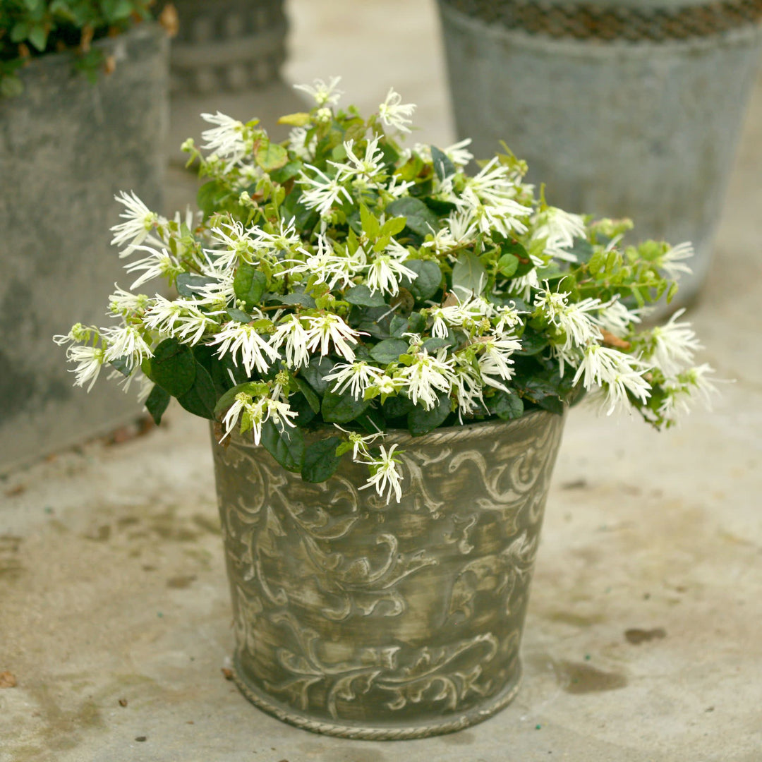 Jazz Hands® White Chinese Fringe-Flower (Loropetalum chinense)