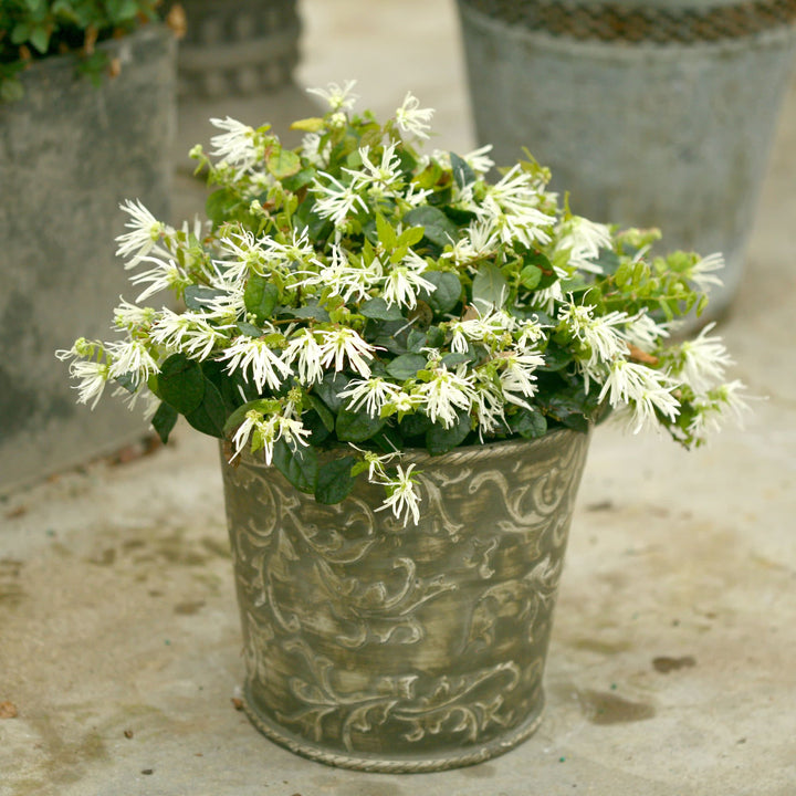 Chinese Fringe-Flower | Jazz Hands® White | Proven Winners® Shrubs