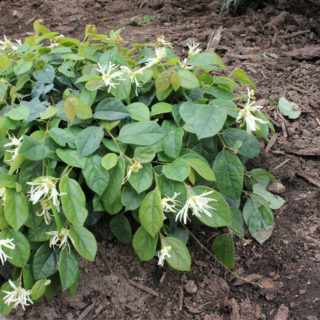 花 Chinese Fringe-Flower | Jazz Hands® White | Proven Winners® Shrubs
