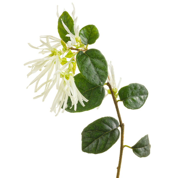 Jazz Hands® White Chinese Fringe-Flower (Loropetalum chinense)
