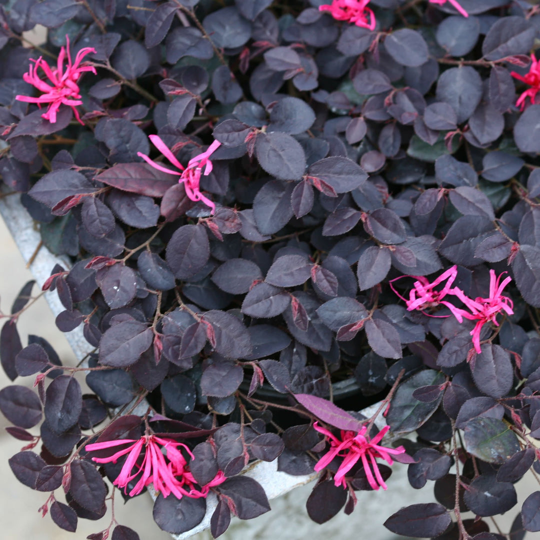 Jazz Hands Mini® Chinese Fringe-Flower (Loropetalum chinense)