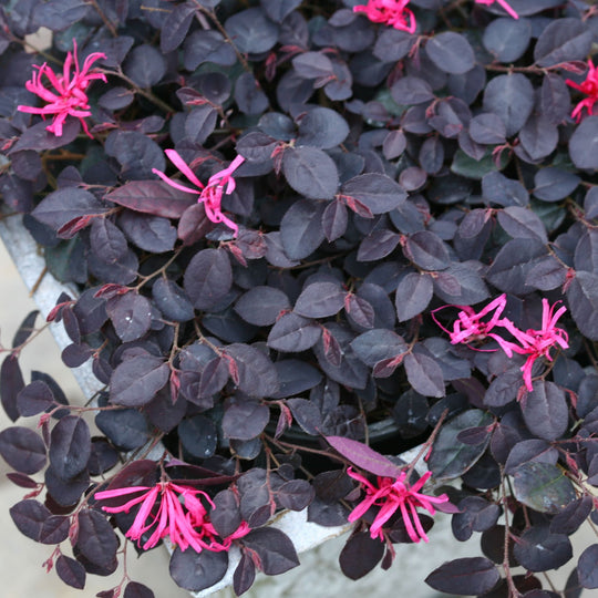 Jazz Hands Mini® Chinese Fringe-Flower (Loropetalum chinense)