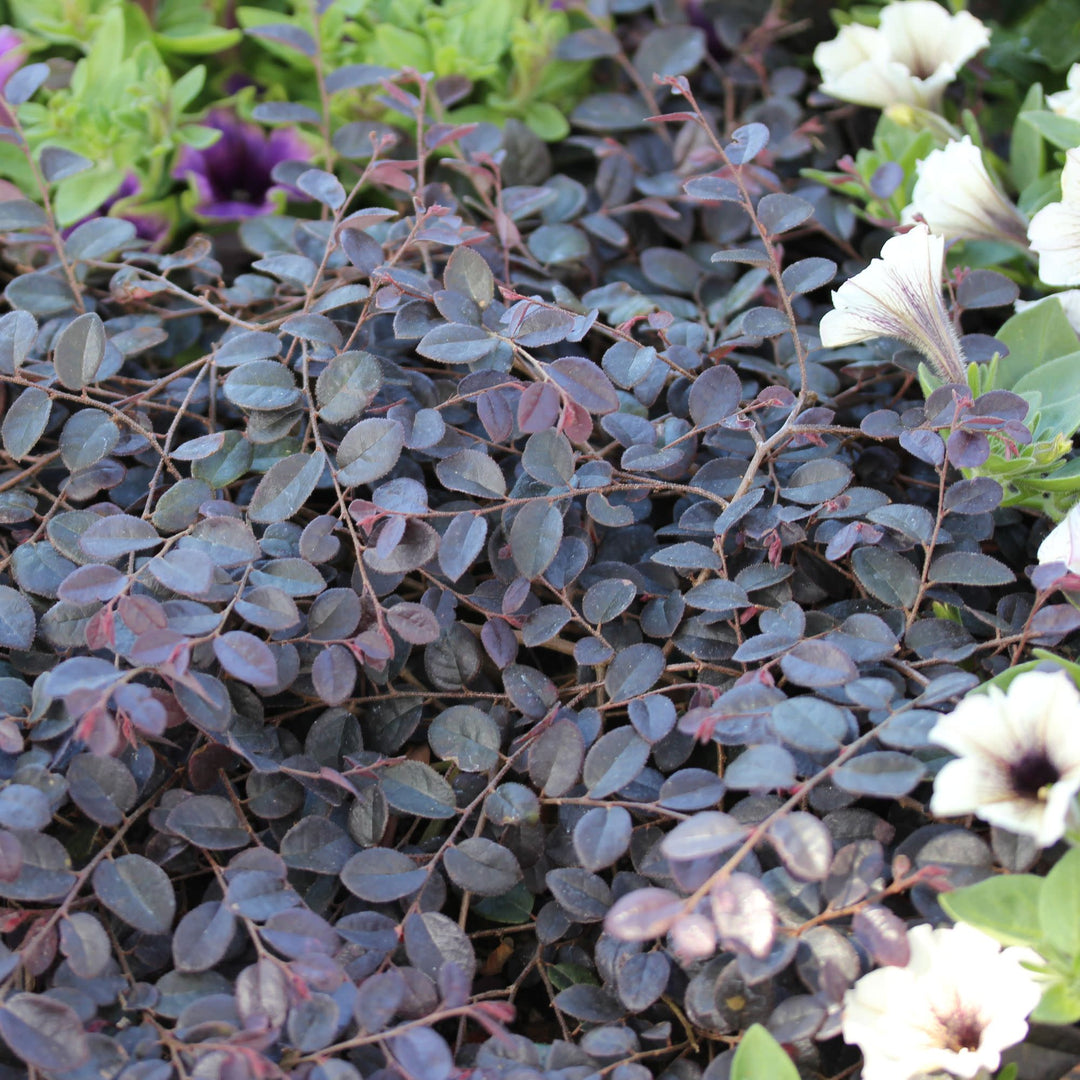 Jazz Hands Mini® Chinese Fringe-Flower (Loropetalum chinense)