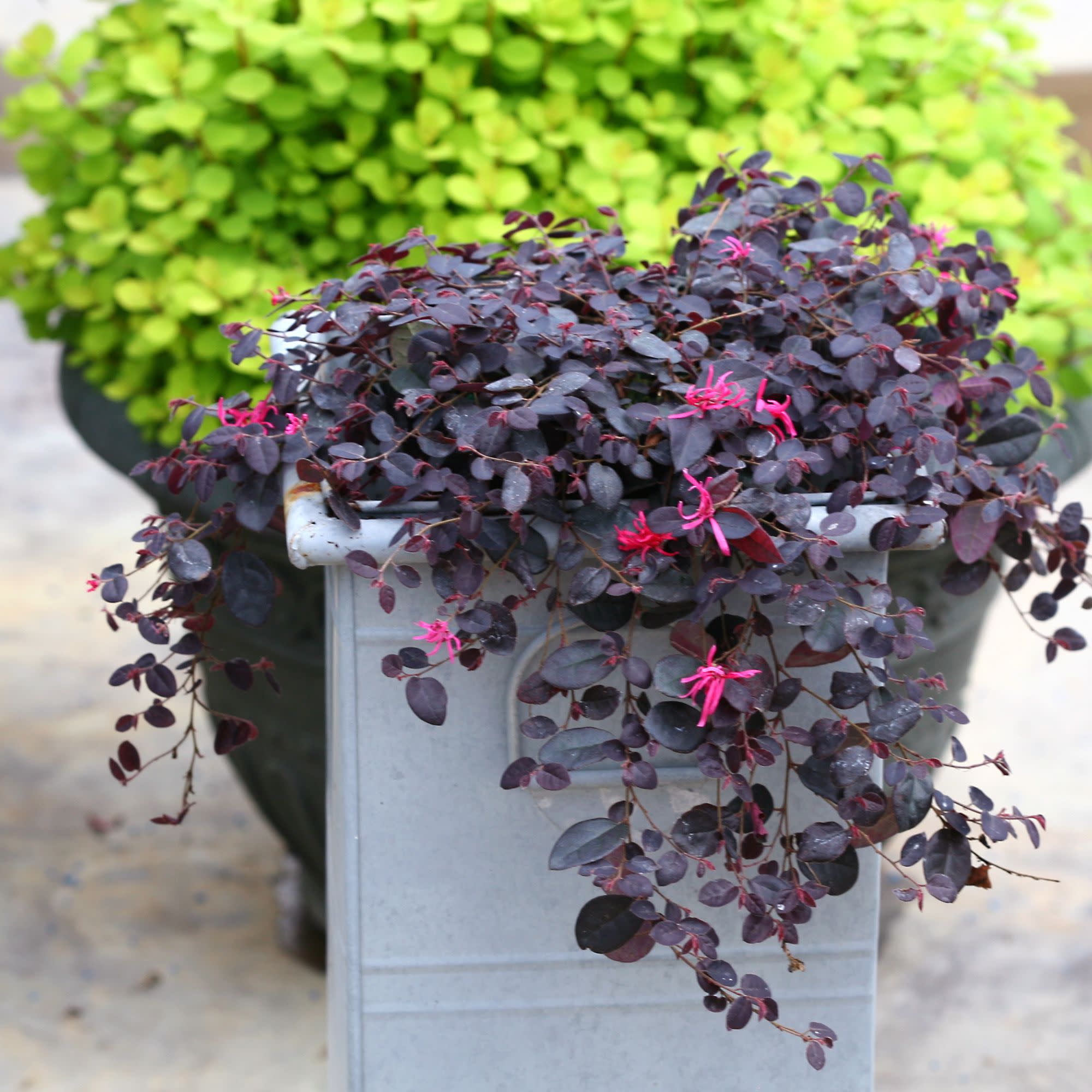 Chinese Fringe-Flower | Jazz Hands Mini® | Proven Winners® Shrubs