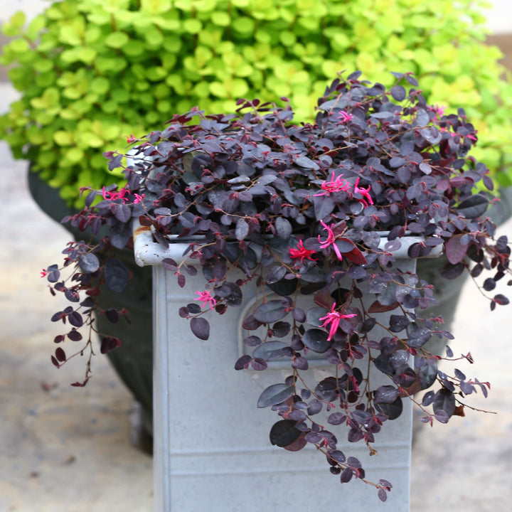 Jazz Hands Mini® Chinese Fringe-Flower (Loropetalum chinense)