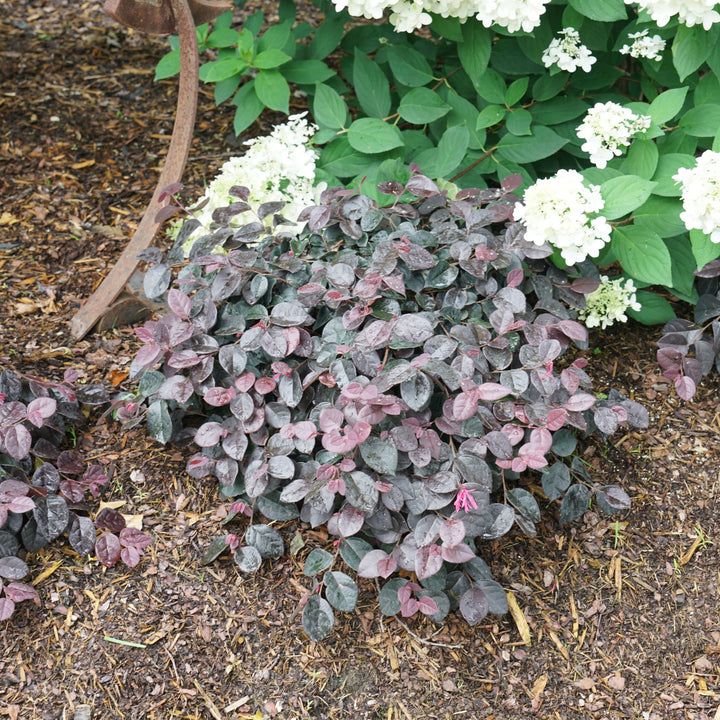 Jazz Hands Mini® Chinese Fringe-Flower (Loropetalum chinense)