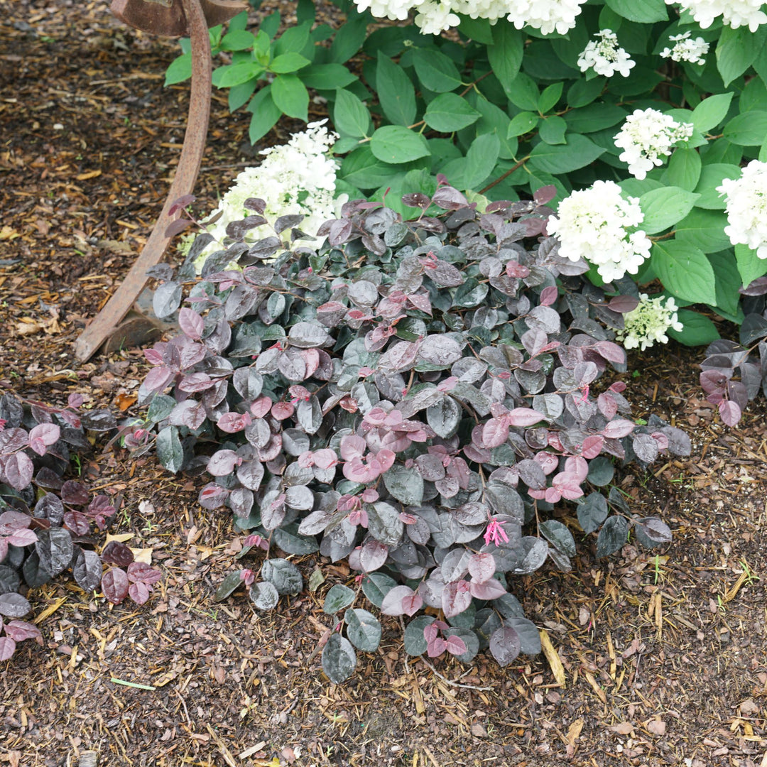 VALIEM willing plant ASURA Lサイズ Chinese Fringe-Flower | Jazz Hands Mini® | Proven Winners® Shrubs