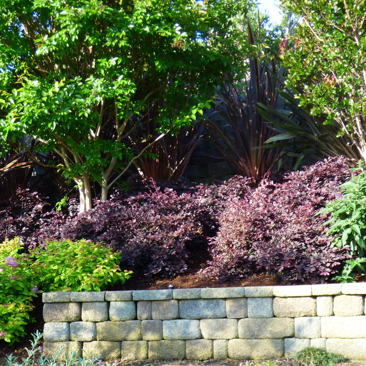 Jazz Hands Mini® Chinese Fringe-Flower (Loropetalum chinense)
