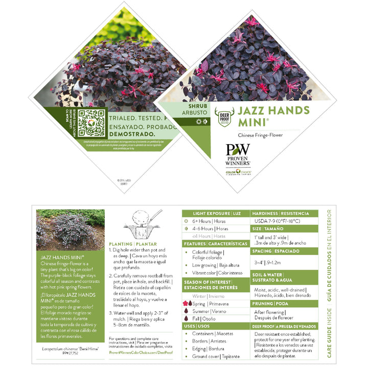Jazz Hands Mini® Chinese Fringe-Flower (Loropetalum chinense)