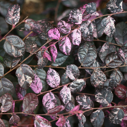 Jazz Hands Variegated® Chinese Fringe-Flower (Loropetalum chinense)
