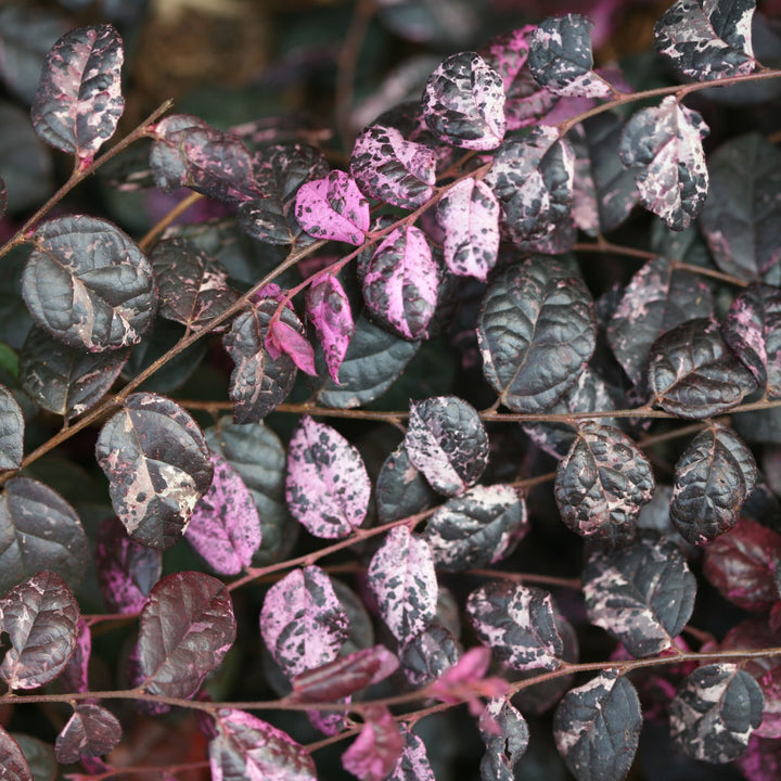 Chinese Fringe-Flower | Jazz Hands Variegated® | Proven Winners