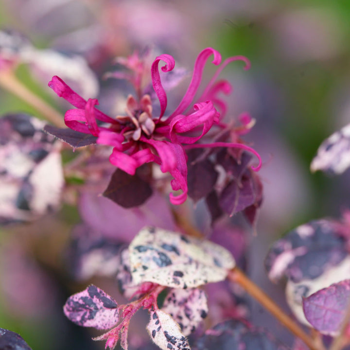 Chinese Fringe-Flower | Jazz Hands Variegated® | Proven Winners
