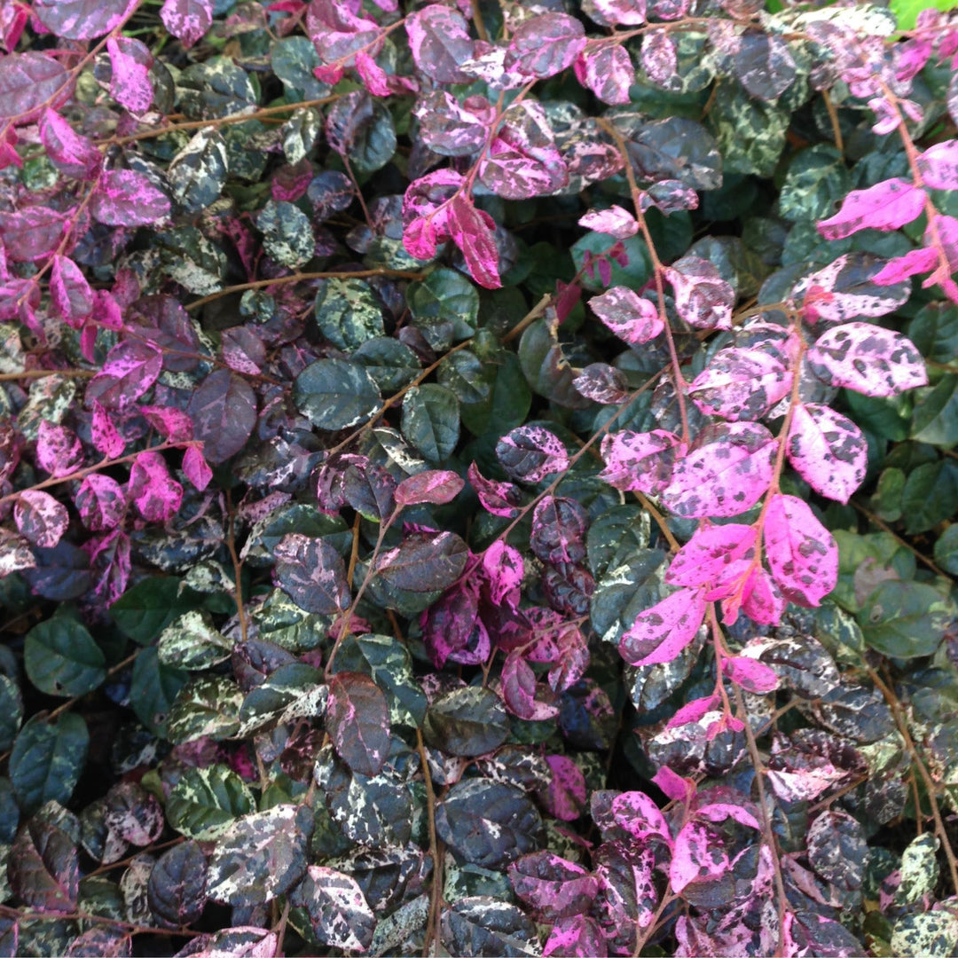Chinese Fringe-Flower | Jazz Hands Variegated® | Proven Winners