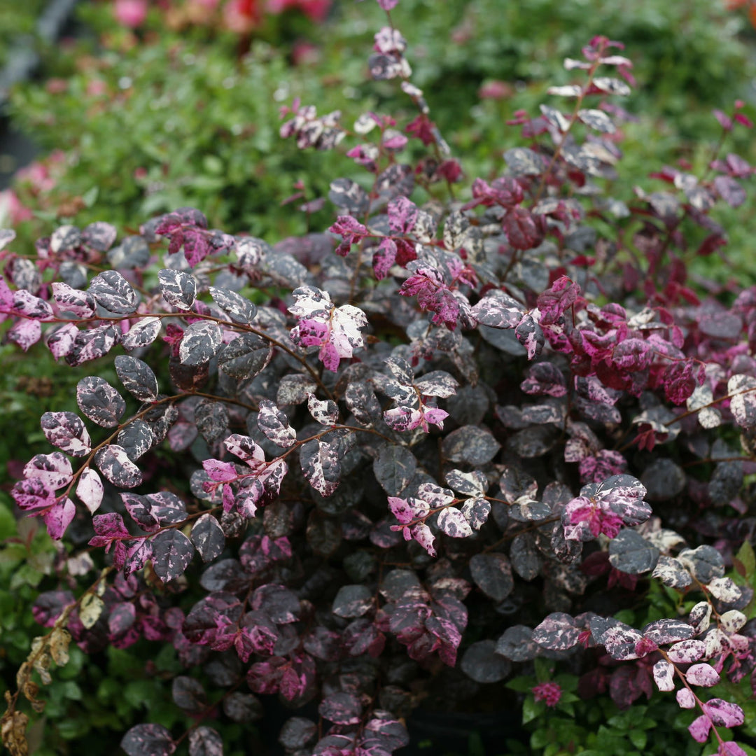 Chinese Fringe-Flower | Jazz Hands Variegated® | Proven Winners