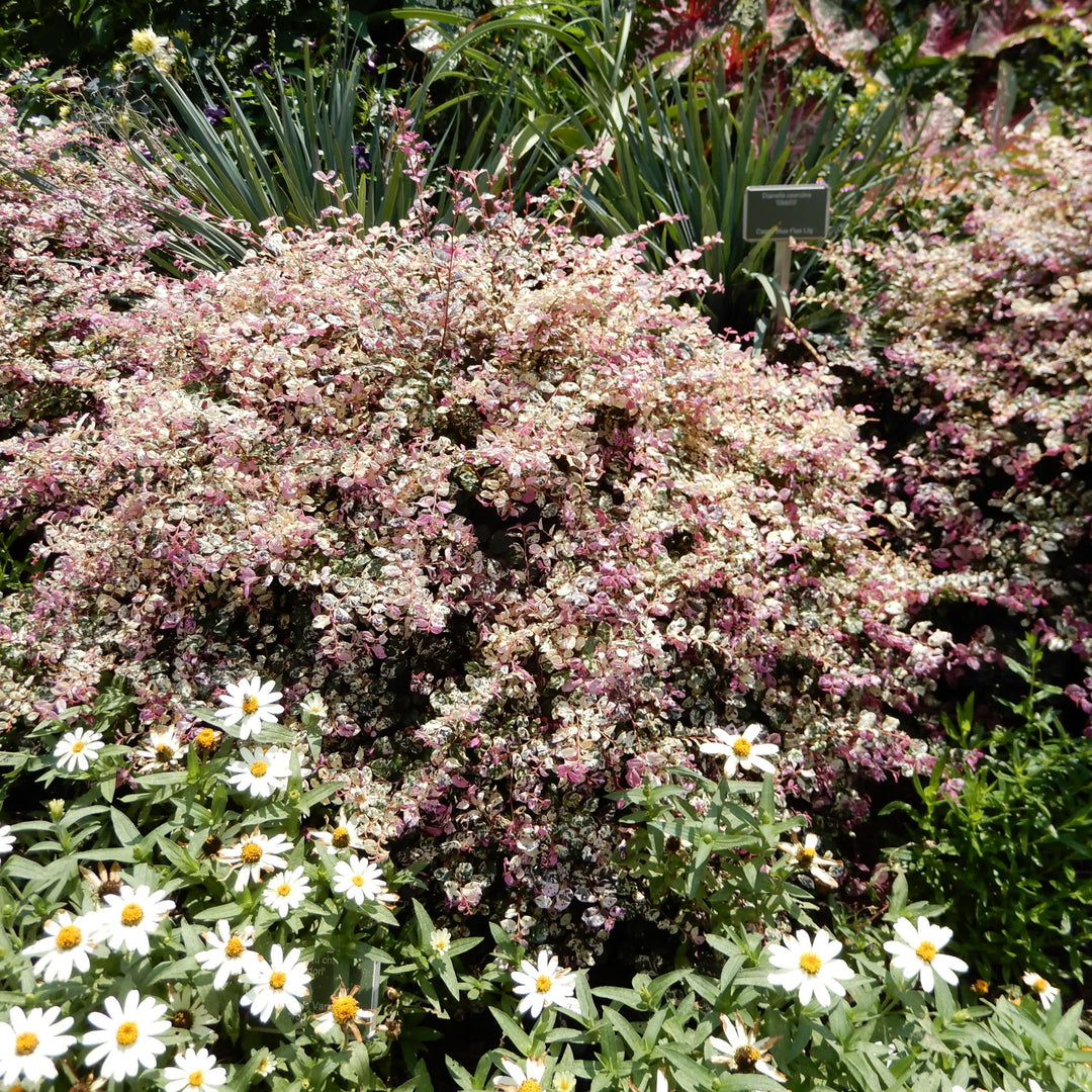 Jazz Hands Variegated® Chinese Fringe-Flower (Loropetalum chinense)