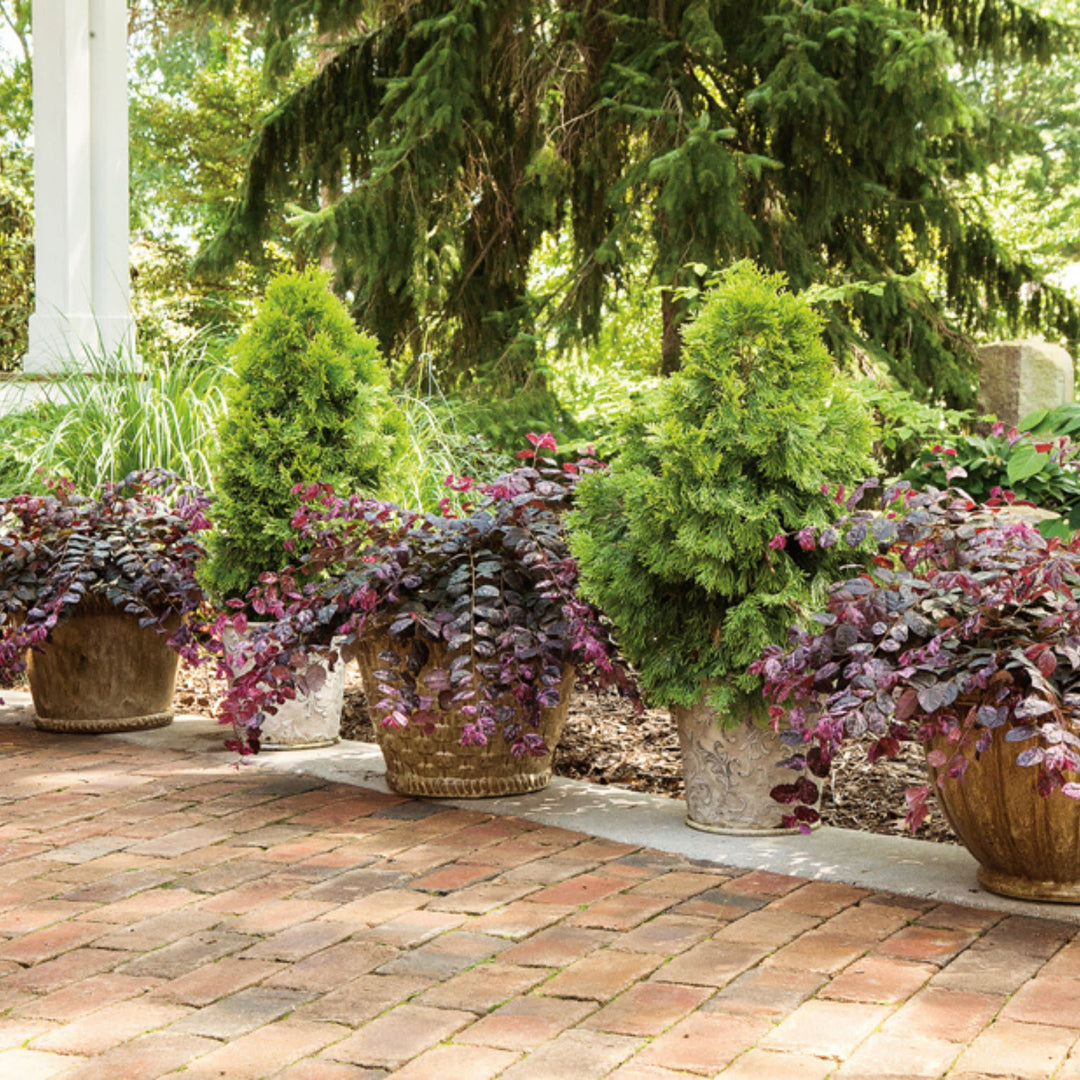 Jazz Hands Variegated® Chinese Fringe-Flower (Loropetalum chinense)