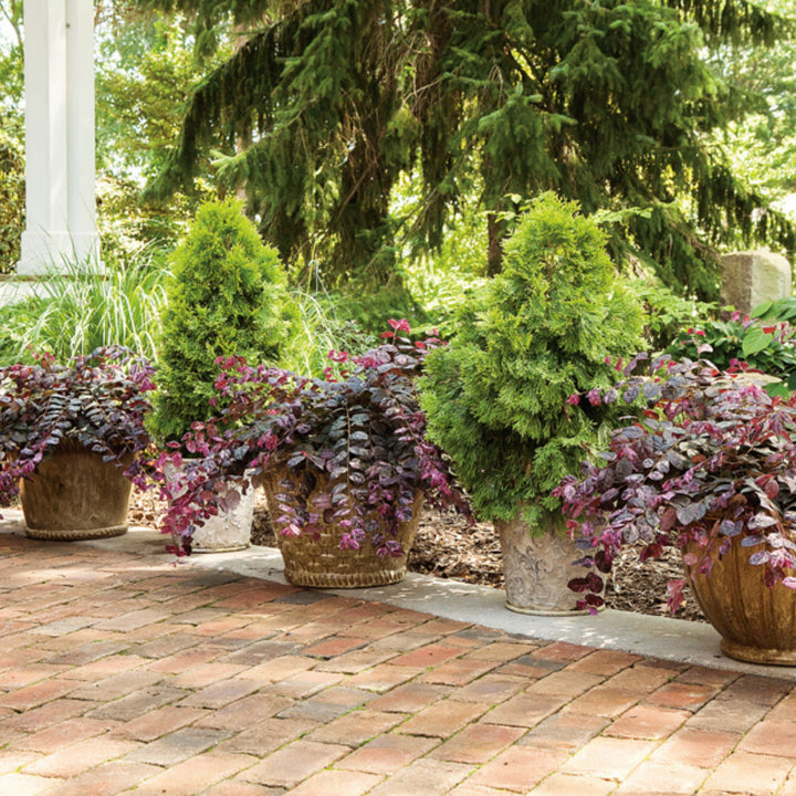 Jazz Hands Variegated® Chinese Fringe-Flower (Loropetalum chinense)