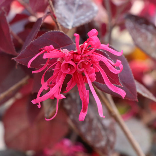 Jazz Hands® Velvet Chinese Fringe-Flower (Loropetalum chinense) | Proven Winners® New Variety 2027
