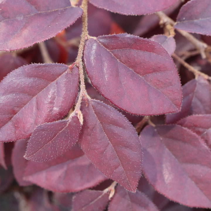 Jazz Hands® Velvet Chinese Fringe-Flower (Loropetalum chinense) | Proven Winners® New Variety 2027