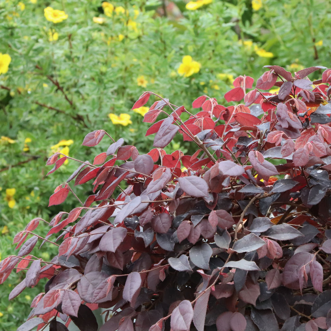 Jazz Hands® Velvet Chinese Fringe-Flower (Loropetalum chinense) | Proven Winners® New Variety 2027