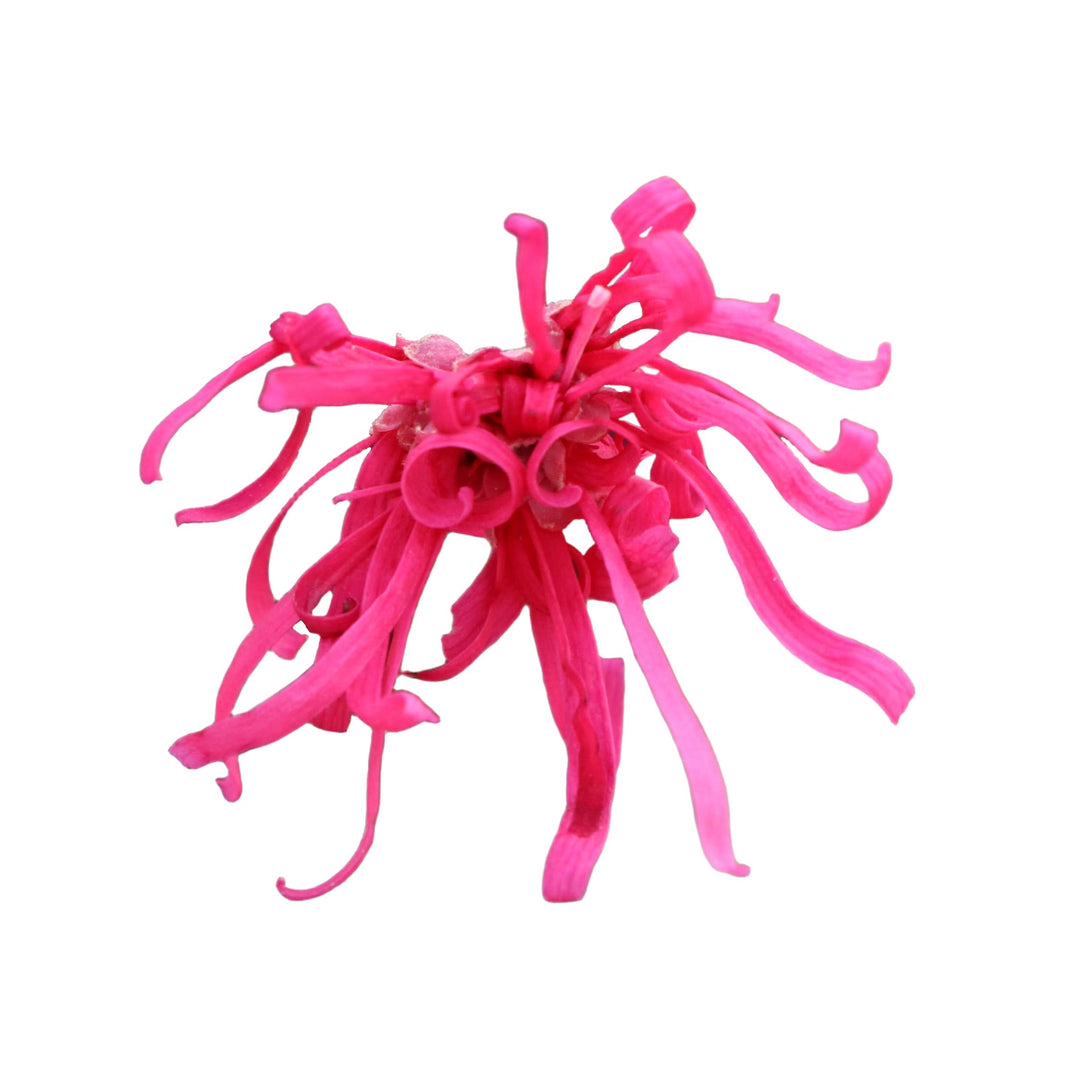 Jazz Hands® Velvet Chinese Fringe-Flower (Loropetalum chinense) | Proven Winners® New Variety 2027