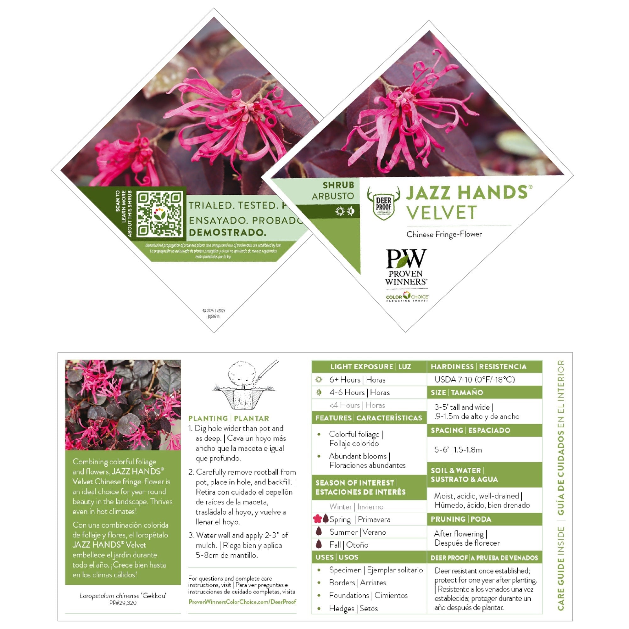 Chinese Fringe-Flower | Jazz Hands® Velvet | Proven Winners