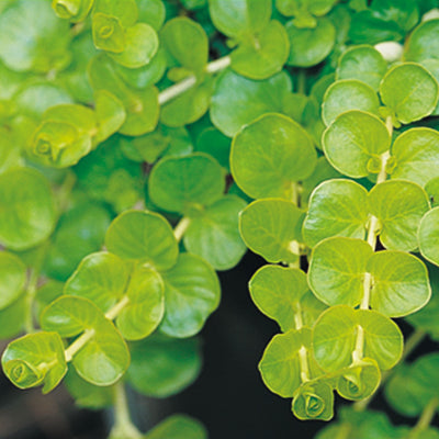 Goldilocks Creeping Jenny (Lysimachia nummularia)