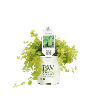 Goldilocks Creeping Jenny in container.