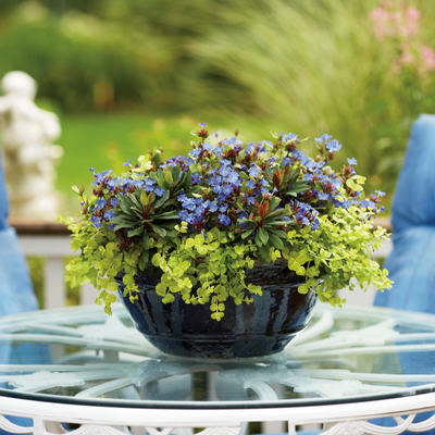 Goldilocks Creeping Jenny in use.