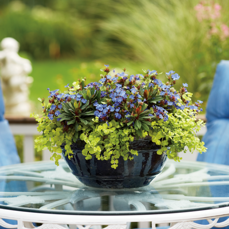 Goldilocks Creeping Jenny in use.