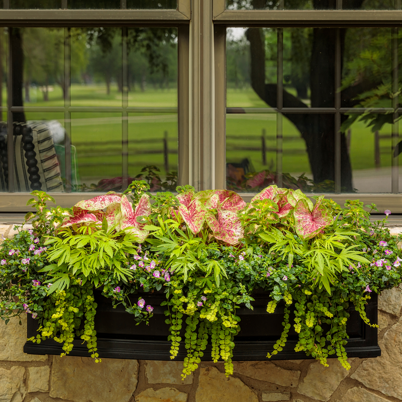 Goldilocks Creeping Jenny in use.