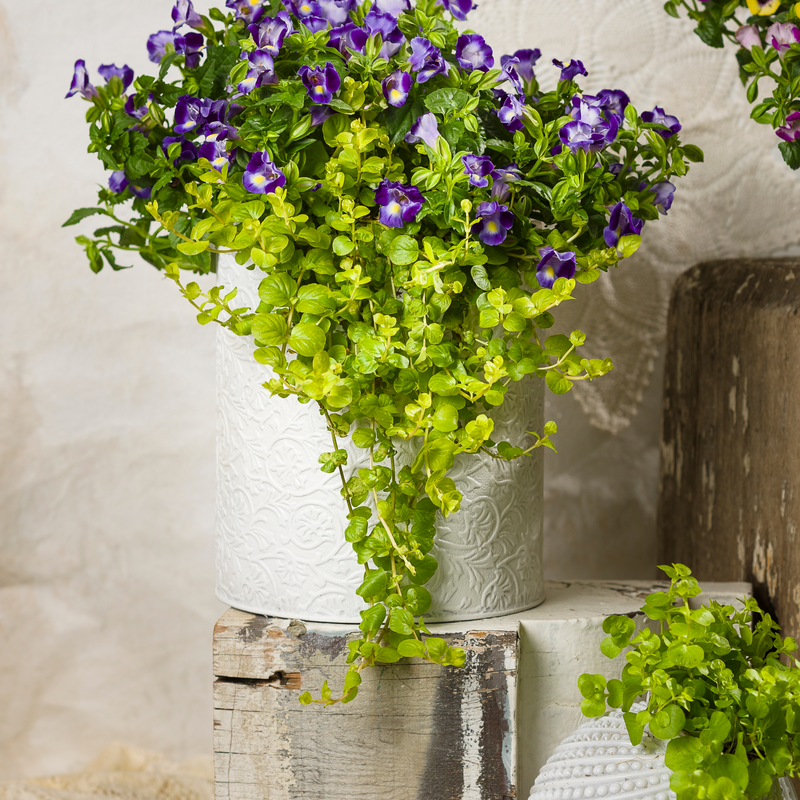 goldilocks hanging plant Creeping Jenny | Goldilocks