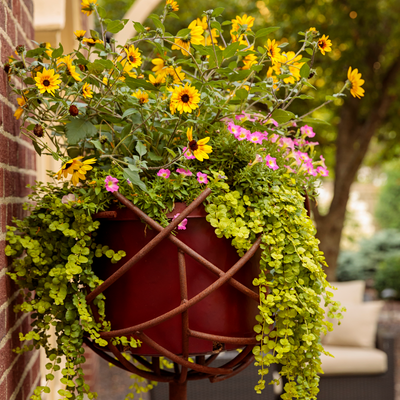 Goldilocks Creeping Jenny in use.