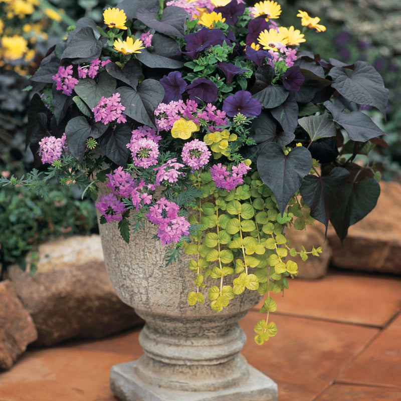 Goldilocks Creeping Jenny in use.