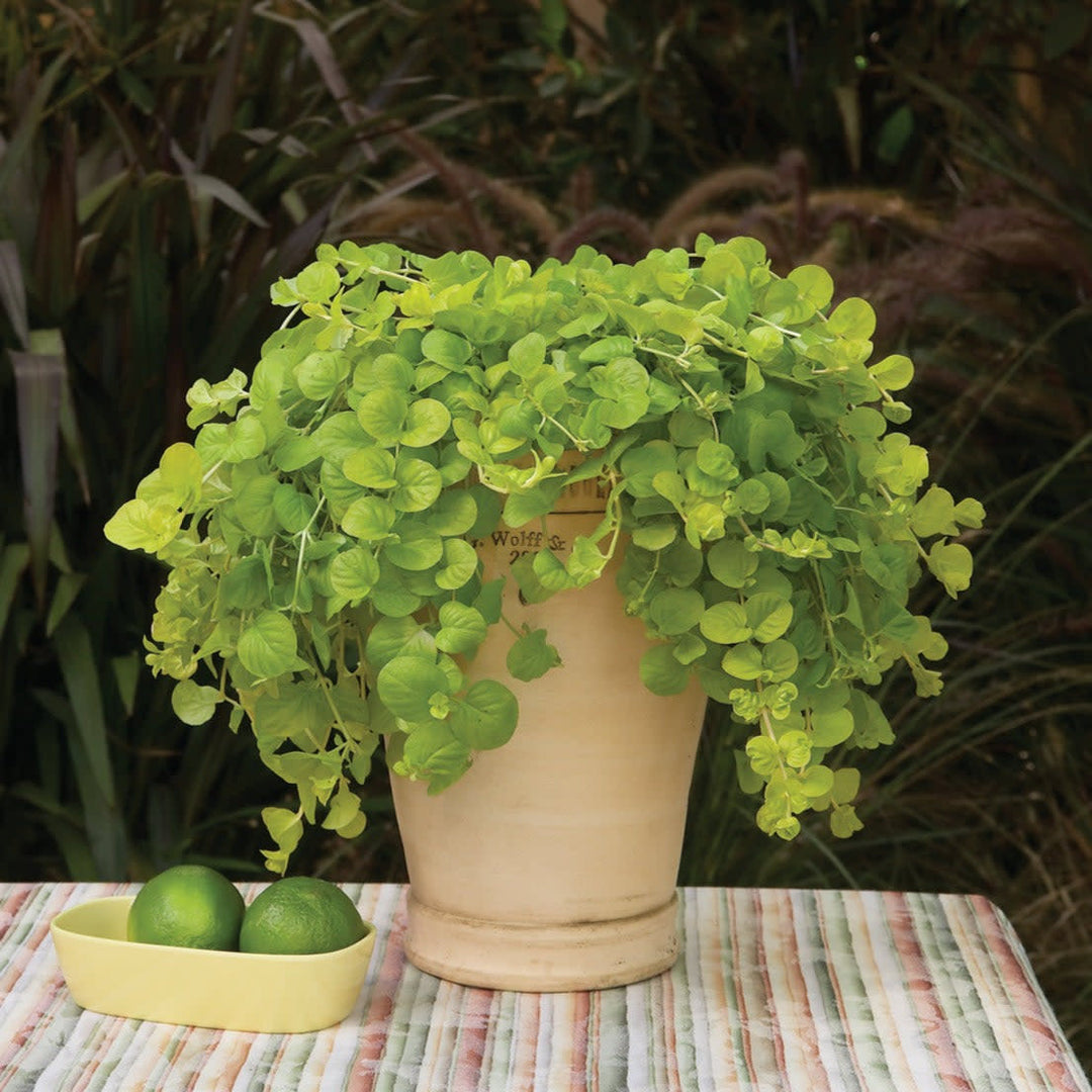 planting creeping jenny in pots Creeping Jenny | Goldilocks