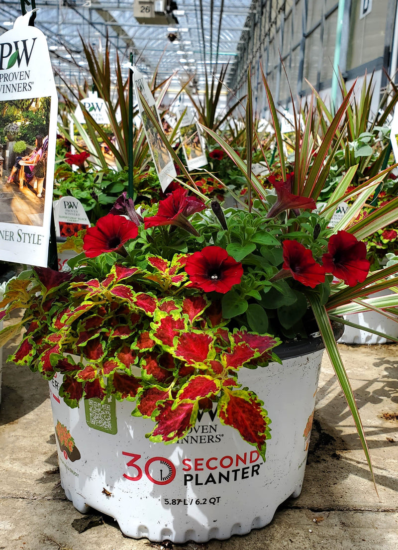 Lady in Red - 30 Second Planter™ | New to Proven Winners Direct™