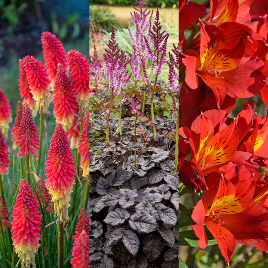 Layered Perennial Bed #3