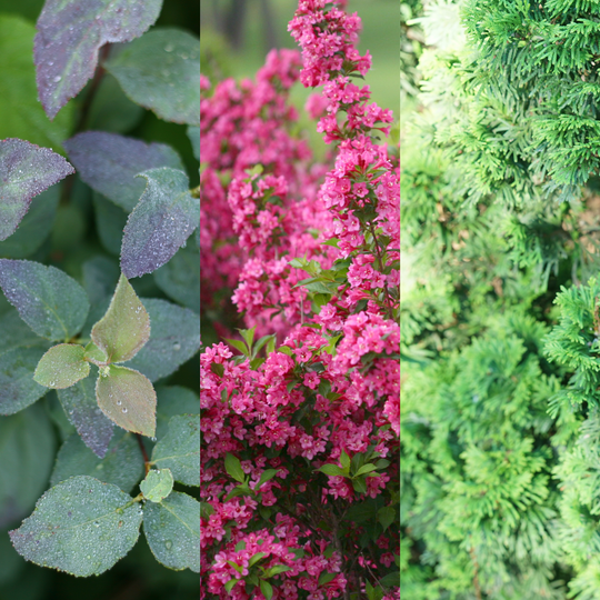 Layered Shrubs Landscape #1