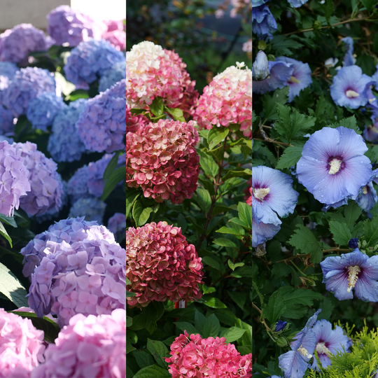 Layered Shrubs Landscape #2