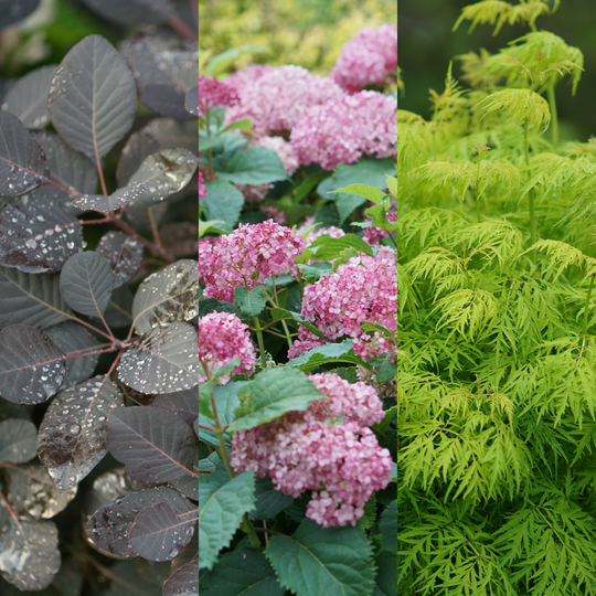 Layered Shrubs Landscape #3