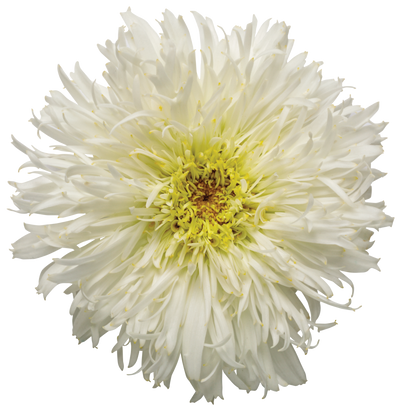Amazing Daisies® 'Marshmallow' Shasta Daisy (Leucanthemum)