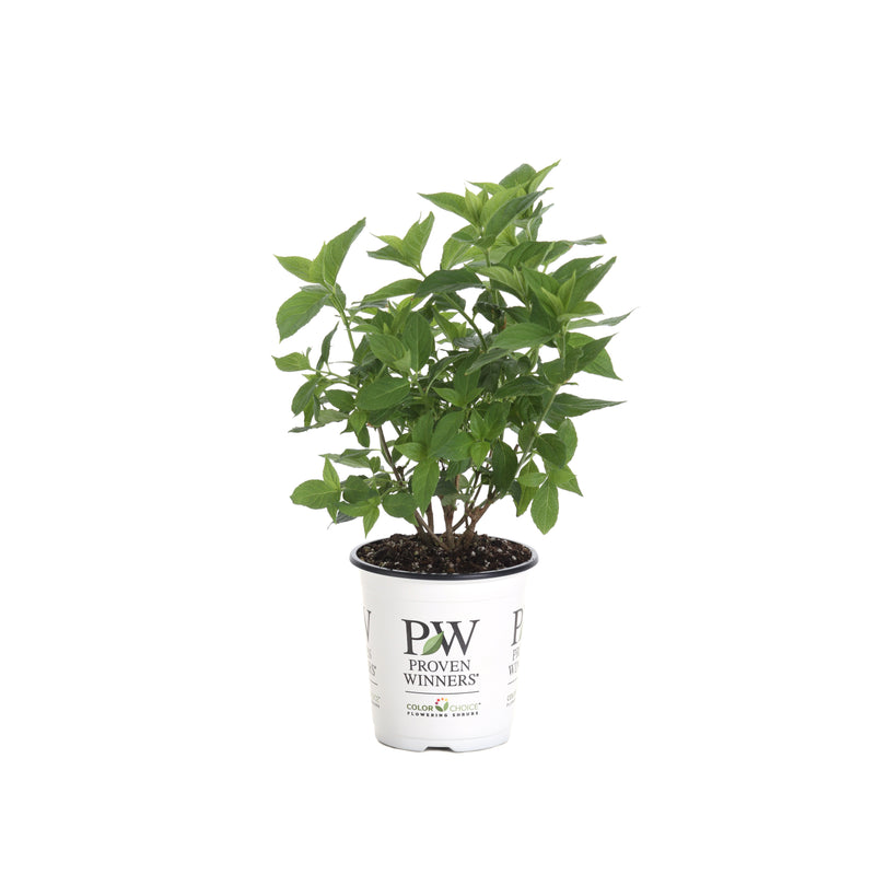 Little Lime® Panicle Hydrangea (Hydrangea paniculata)