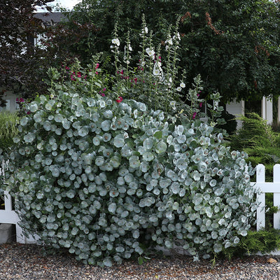 Kintzley's Ghost® Honeysuckle (Lonicera reticulata) - New Proven Winners® Variety 2025