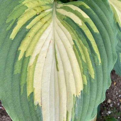 Shadowland® Love Story (Hosta) - New Proven Winners® Variety 2024