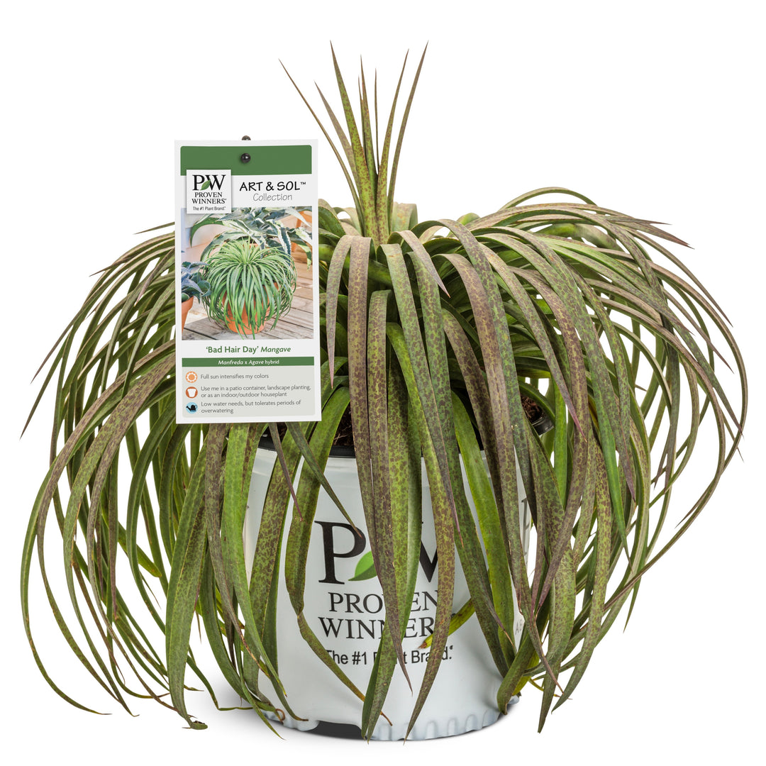 bad hair day succulent Mangave hybrid | Art & Sol™ 'Bad Hair Day'