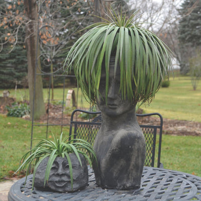 Art & Sol™ 'Bad Hair Day' Mangave (hybrid) - Proven Winners® New Variety 2025!