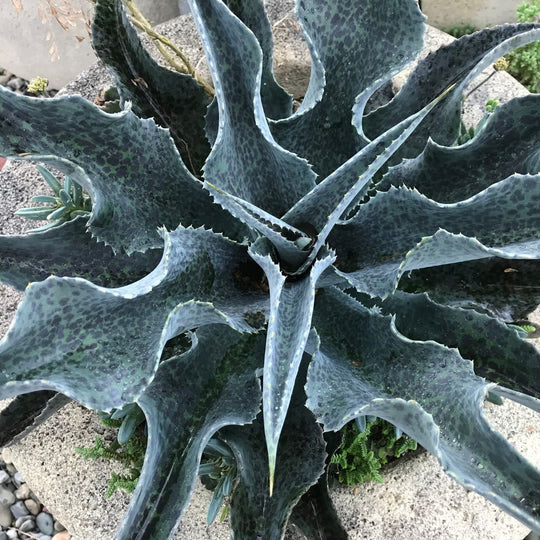 Art & Sol™ 'Catch a Wave' Mangave (hybrid)