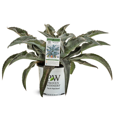 Art & Sol™ 'Catch a Wave' Mangave (hybrid)