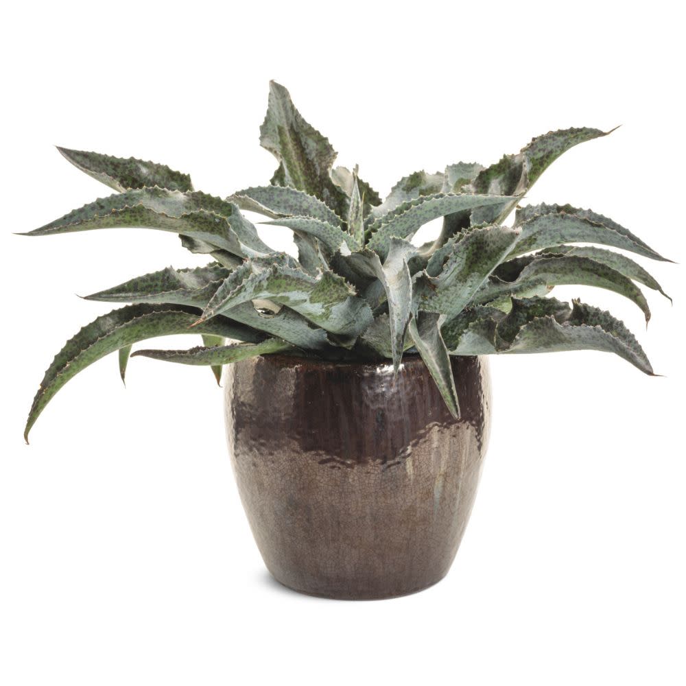 mangave succulent Art & Sol 'Catch a Wave' Mangave (hybrid)