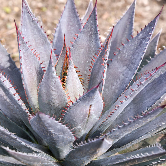 Art & Sol™ 'Tooth Fairy' Mangave (hybrid)